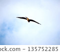 一隻黑鳶在空中展開雙翼 135752285