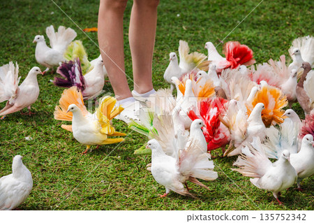 Colorful fancy pigeons gathered on green grass around human legs in white shoes, outdoor park scene showing interaction between people and decorative birds Colorful fancy pigeons gathered on green grass around human legs in white shoes, outdoor park scene showing interaction between people and decorative birds 135752342