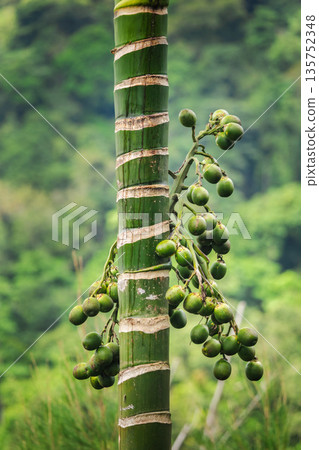 Green areca palm trunk with clusters of unripe betel nuts growing in tropical landscape against soft blurred jungle background 135752348