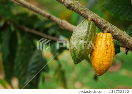 Green and ripe yellow cacao pods hanging on a tree branch in tropical plantation, concept of cocoa harvest, organic chocolate production, and natural farming environment Green and ripe yellow cacao pods hanging on a tree branch in tropical plantation, concept of cocoa harvest, organic chocolate production, and natural farming environment 135752350
