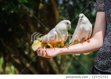 Two decorative fancy pigeons perched on a woman arm in outdoor aviary, close interaction between people and colorful birds in natural park setting Two decorative fancy pigeons perched on a woman arm in outdoor aviary, close interaction between people and colorful birds in natural park setting 135752351