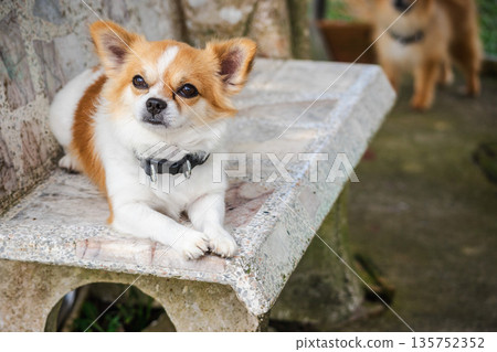 Small chihuahua dog resting on stone bench outdoors with soft natural light, calm expression and another dog in background, showing pet lifestyle and companionship 135752352