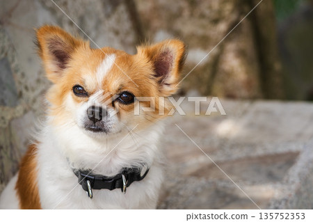 Small chihuahua dog portrait outdoors near stone wall with soft natural light and calm expression, highlighting pet lifestyle and companionship 135752353