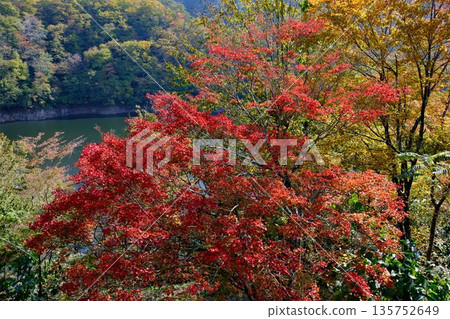 Autumn leaves at Odomari Dam Autumn leaves at Odomari Dam 135752649