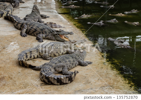 Crocodile, Alligator, Farm, Backgrounds, Dinosaur Crocodile, Alligator, Farm, Backgrounds, Dinosaur 135752870