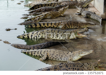 Crocodile, Alligator, Farm, Backgrounds, Dinosaur 135752871