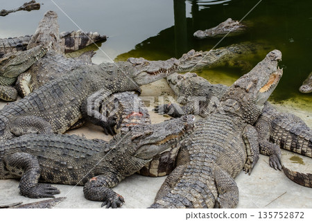 Crocodile, Alligator, Farm, Backgrounds, Dinosaur Crocodile, Alligator, Farm, Backgrounds, Dinosaur 135752872