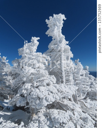 隆冬時的八岳（通往北小岳的登山道上，樹木上覆蓋著霜凍） 135752989