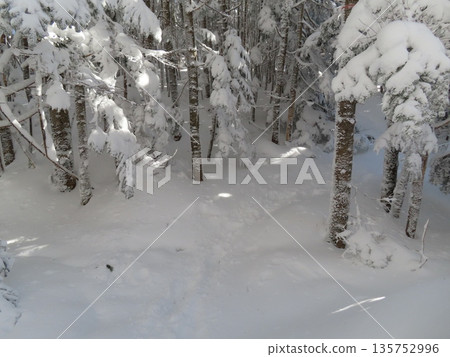 隆冬時的八岳(從雨池山到三津岳的積雪覆蓋的健行路線) 隆冬時的八岳(從雨池山到三津岳的積雪覆蓋的健行路線) 135752996