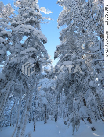 隆冬時的八岳(通往三岳的積雪覆蓋的健行步道) 隆冬時的八岳(通往三岳的積雪覆蓋的健行步道) 135752998