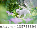 May: A white kitten grows up quickly 135753394