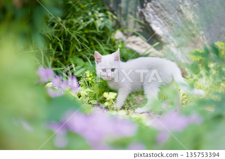 May: A white kitten grows up quickly May: A white kitten grows up quickly 135753394