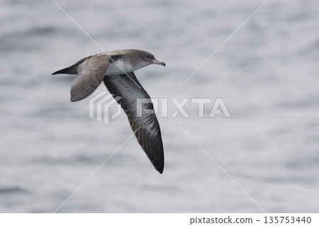Pink-footed Shearwater, Puffinus creatopus in flight 135753440