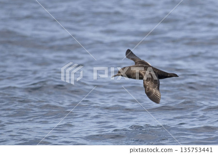 Sooty Shearwater, Puffinus griseus gliding 135753441