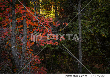 Autumn Red Leaves in Forest Autumn Red Leaves in Forest 135753869
