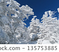 隆冬時的八岳（通往北小岳的登山道上，樹木上覆蓋著霜凍） 135753885
