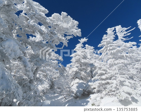 隆冬時的八岳（通往北小岳的登山道上，樹木上覆蓋著霜凍） 135753885