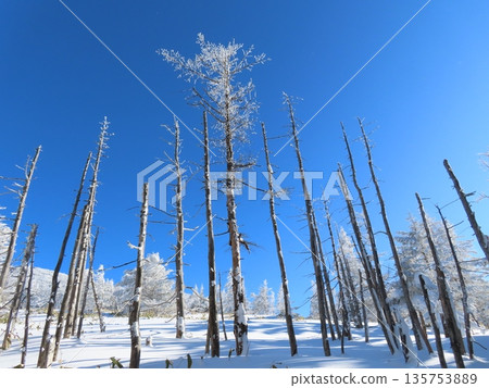 冬日中的八岳（從登山道上可以看到枯萎的樹木） 135753889