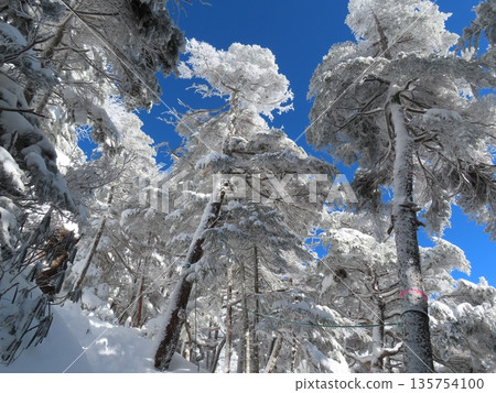 隆冬時的八岳（通往北小岳的登山道上，樹木上覆蓋著霜凍） 135754100