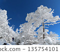 隆冬時的八岳（通往北小岳的登山道上，樹木上覆蓋著霜凍） 135754101