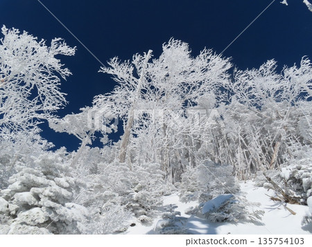隆冬時的八岳（通往北小岳的登山道上，樹木上覆蓋著霜凍） 135754103