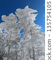 隆冬時的八岳（通往北小岳的登山道上，樹木上覆蓋著霜凍） 135754105