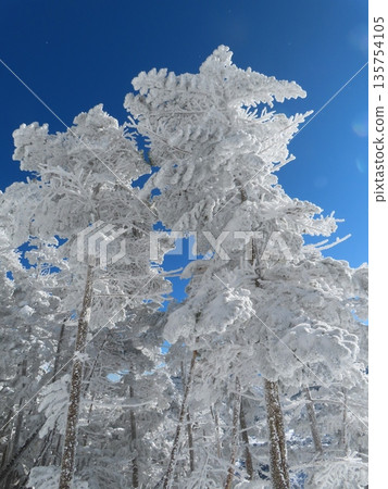 Yatsugatake in the depths of winter (trees covered in frost on the hiking trail leading to Kitayokodake) 135754105