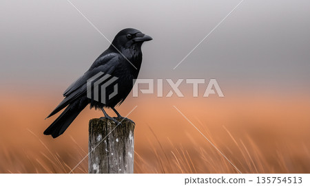 crow, bird, branch 135754513