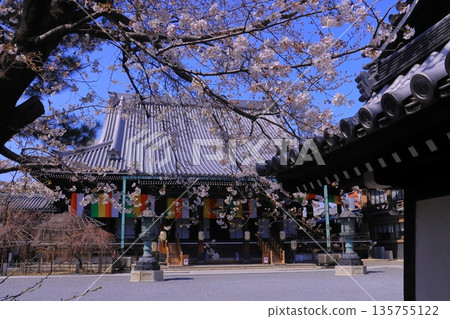 Cherry blossoms blooming in the grounds of Bukkoji Temple (Shimogyo Ward, Kyoto City) Cherry blossoms blooming in the grounds of Bukkoji Temple (Shimogyo Ward, Kyoto City) 135755122