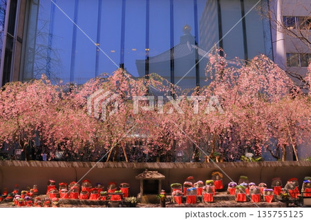 京都市中京區六角堂內的櫻花盛開 京都市中京區六角堂內的櫻花盛開 135755125
