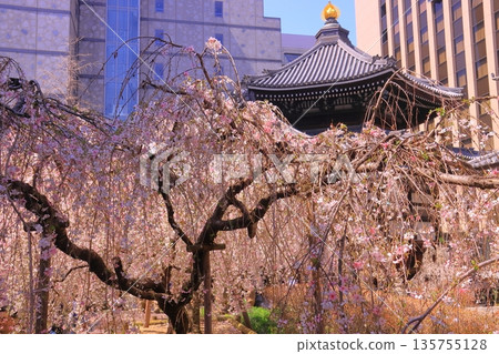 京都市中京區六角堂內的櫻花盛開 135755128