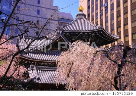 京都市中京區六角堂內的櫻花盛開 135755129