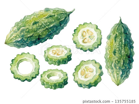 Watercolor style bitter melon illustration Watercolor style bitter melon illustration 135755185