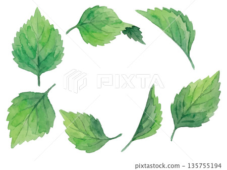 Watercolor-style perilla illustration Watercolor-style perilla illustration 135755194