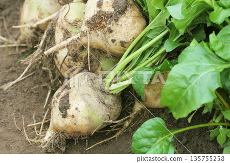 Freshly Harvested Sugar Beets with Green Leaves and Soil Freshly Harvested Sugar Beets with Green Leaves and Soil 135755258