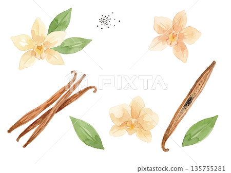 水彩香草插畫 水彩香草插畫 135755281