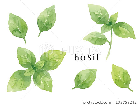 水彩風格的羅勒插圖 135755282