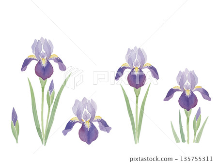 水彩風格鳶尾花插圖 135755311