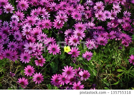 Beautiful flowers blooming in the garden, Bodrum Turkey Beautiful flowers blooming in the garden, Bodrum Turkey 135755318