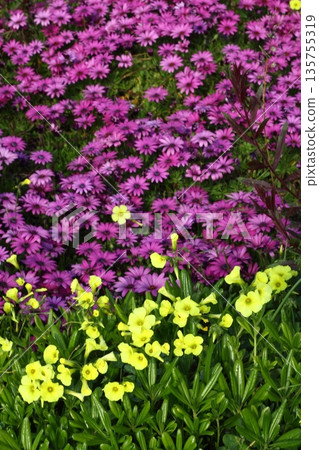 Beautiful flowers blooming in the garden, Bodrum Turkey Beautiful flowers blooming in the garden, Bodrum Turkey 135755319