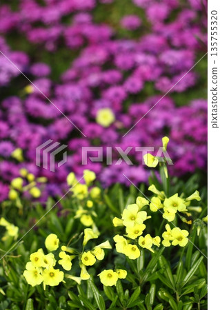 Beautiful flowers blooming in the garden, Bodrum Turkey Beautiful flowers blooming in the garden, Bodrum Turkey 135755320