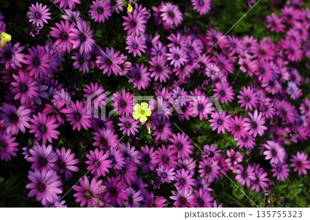 Beautiful flowers blooming in the garden, Bodrum Turkey Beautiful flowers blooming in the garden, Bodrum Turkey 135755323