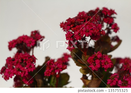 Beautiful flowers blooming in the garden, Bodrum Turkey 135755325
