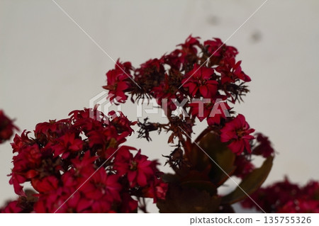 Beautiful flowers blooming in the garden, Bodrum Turkey Beautiful flowers blooming in the garden, Bodrum Turkey 135755326