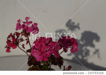Beautiful flowers blooming in the garden, Bodrum Turkey Beautiful flowers blooming in the garden, Bodrum Turkey 135755328
