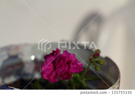 Beautiful flowers blooming in the garden, Bodrum Turkey Beautiful flowers blooming in the garden, Bodrum Turkey 135755330