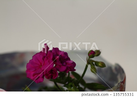 Beautiful flowers blooming in the garden, Bodrum Turkey Beautiful flowers blooming in the garden, Bodrum Turkey 135755331