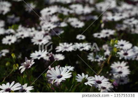 Beautiful flowers blooming in the garden, Bodrum Turkey 135755338
