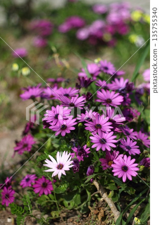Beautiful flowers blooming in the garden, Bodrum Turkey 135755340