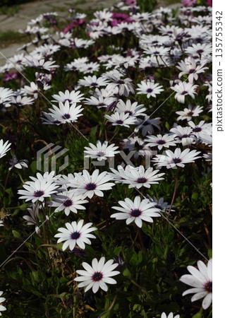 Beautiful flowers blooming in the garden, Bodrum Turkey 135755342